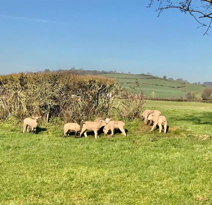 Rural Devon Retreat In Stunning Exe Valley. Exeter Bagian luar foto